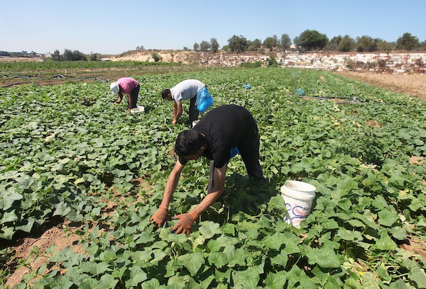تواضع موسم حصاد الخيار خلال فصل الصيف يشكل معاناة للمزارعين في غزة 13.jpg
