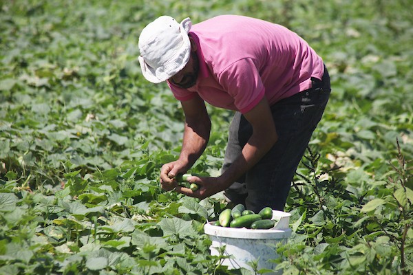 تواضع موسم حصاد الخيار خلال فصل الصيف يشكل معاناة للمزارعين في غزة 17.jpg