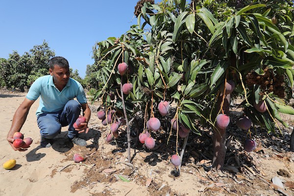موسم حصاد المانجا.. فرصة عمل مؤقتة لمئات المزارعين في مدينة غزة 22.jpg