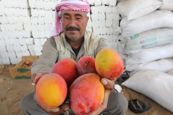 موسم حصاد المانجا.. فرصة عمل مؤقتة لمئات المزارعين في مدينة غزة 7.jpg