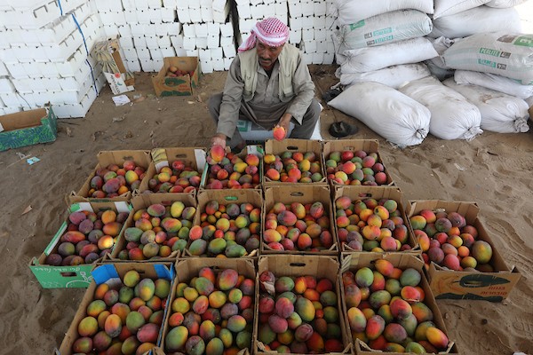 موسم حصاد المانجا.. فرصة عمل مؤقتة لمئات المزارعين في مدينة غزة 6.jpg
