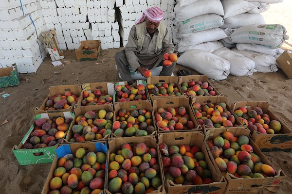 موسم حصاد المانجا.. فرصة عمل مؤقتة لمئات المزارعين في مدينة غزة 5.jpg