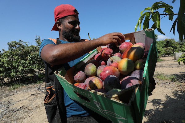 موسم حصاد المانجا.. فرصة عمل مؤقتة لمئات المزارعين في مدينة غزة 17.jpg