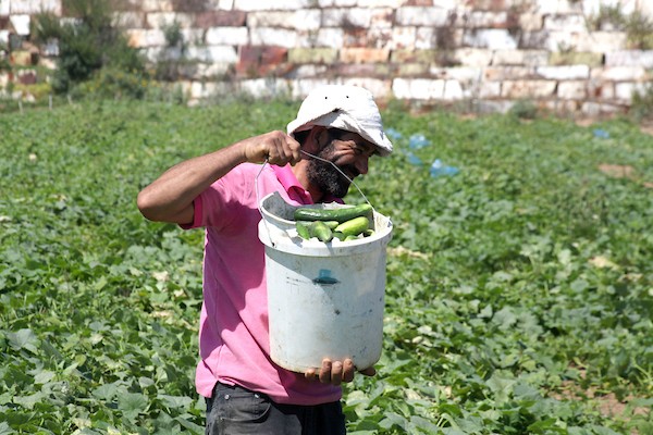 تواضع موسم حصاد الخيار خلال فصل الصيف يشكل معاناة للمزارعين في غزة 8.jpg