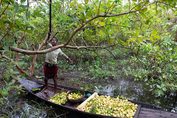 سوق عائم عمره 100 عام لبيع الجوافة على نهر باريسال في بنغلاديش 4.jpg