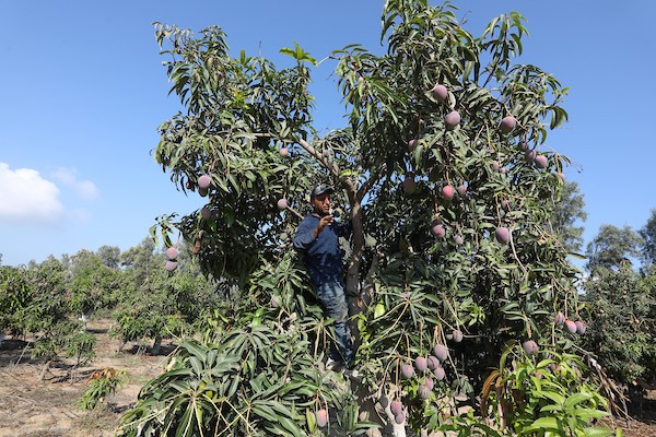 موسم حصاد المانجا.. فرصة عمل مؤقتة لمئات المزارعين في مدينة غزة 3.jpg