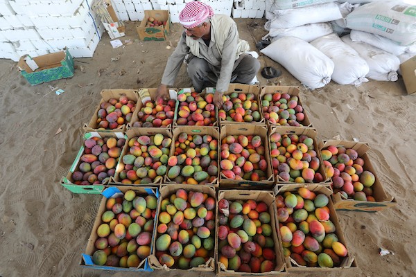 موسم حصاد المانجا.. فرصة عمل مؤقتة لمئات المزارعين في مدينة غزة 01.jpg