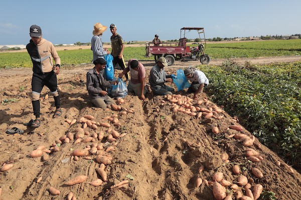 حصاد البطاطا الحلوة في خان يونس جنوب قطاع غزة 32.jpg