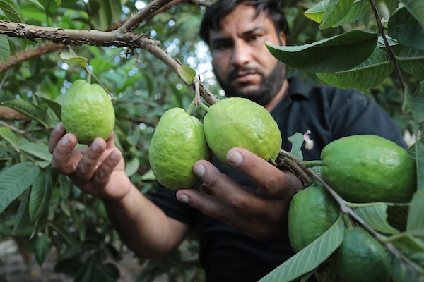 موسم قطف فاكهة الجوافة بمنطقة المواصي الساحلية غرب خان يونس 32.jpg