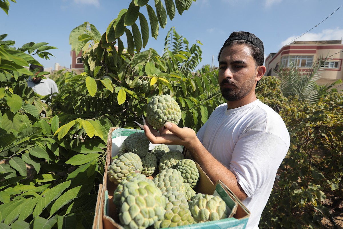 موسم حصاد فاكهة القشطة في غزة 12.jpg