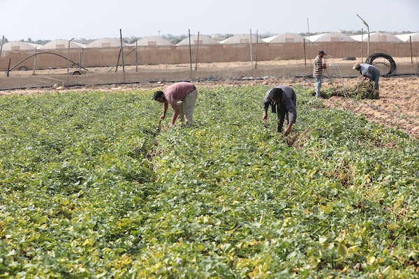 حصاد البطاطا الحلوة في خان يونس جنوب قطاع غزة 16(1).jpg