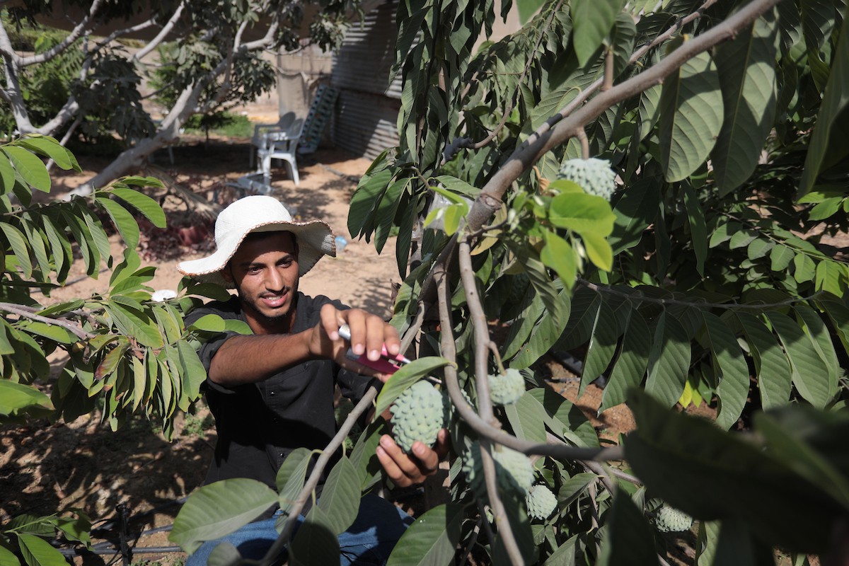 موسم حصاد فاكهة القشطة في غزة 4.jpg