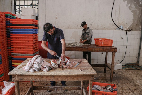 فلسطينيون يعملون في مصنع لتجميد الأسماك في مدينة غزة 5.jpg