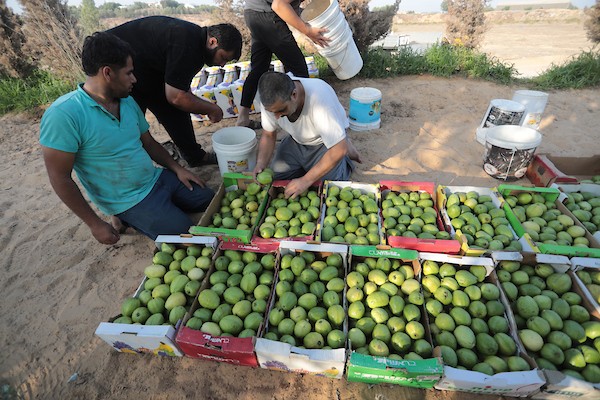 موسم قطف فاكهة الجوافة بمنطقة المواصي الساحلية غرب خان يونس 5.jpg