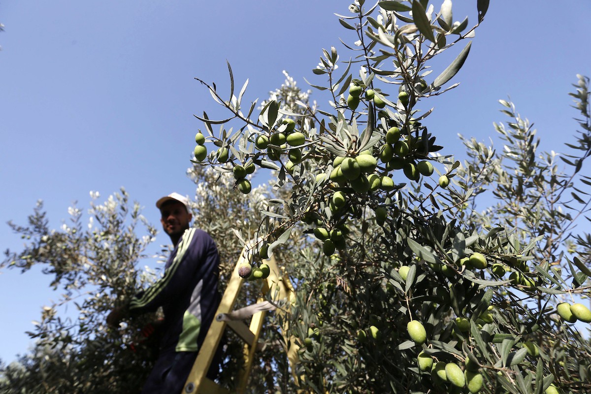 بدء موسم حصاد الزيتون في غزة وسط تفاؤل المزارعون بوفرة الانتاج 15.jpg