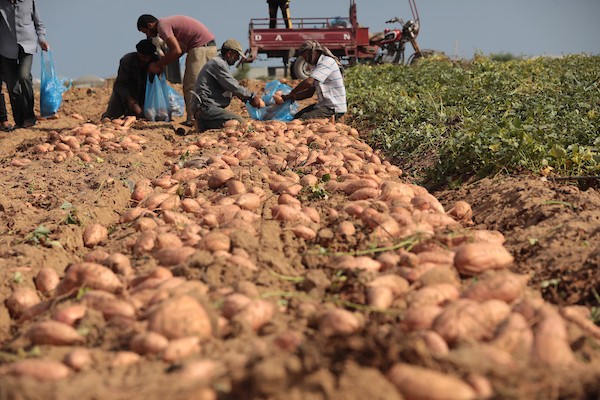 حصاد البطاطا الحلوة في خان يونس جنوب قطاع غزة 33.jpg