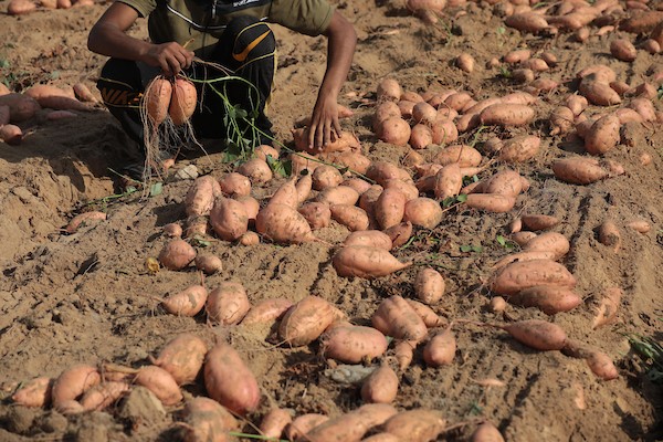 حصاد البطاطا الحلوة في خان يونس جنوب قطاع غزة 25.jpg