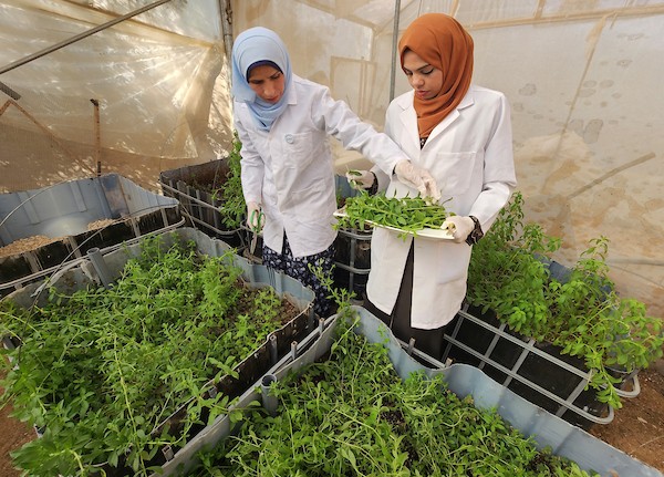 فلسطينيات ينجحن في زراعة نبات الستيفيا واستخلاص السكر المُحلى 34.jpg
