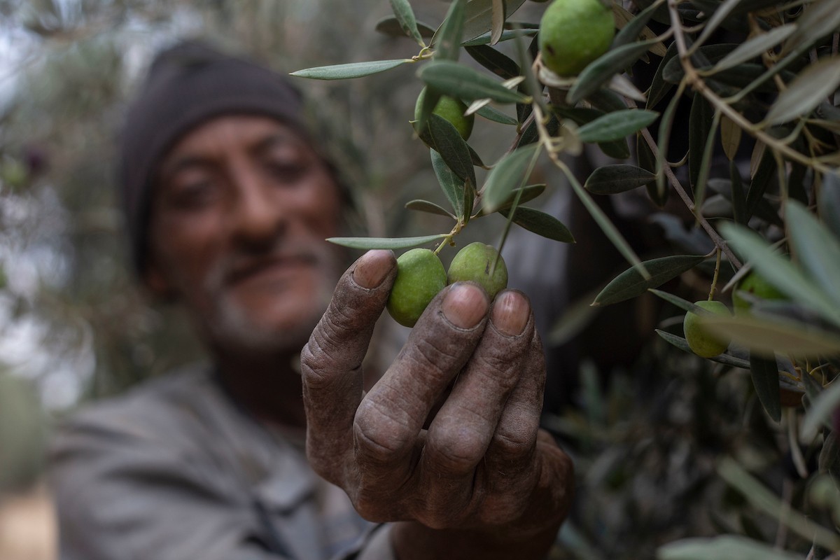 مزارعون مصريون يقطفون الزيتون خلال موسم الحصاد في قرية القطا في محافظة الجيزة 6.jpg
