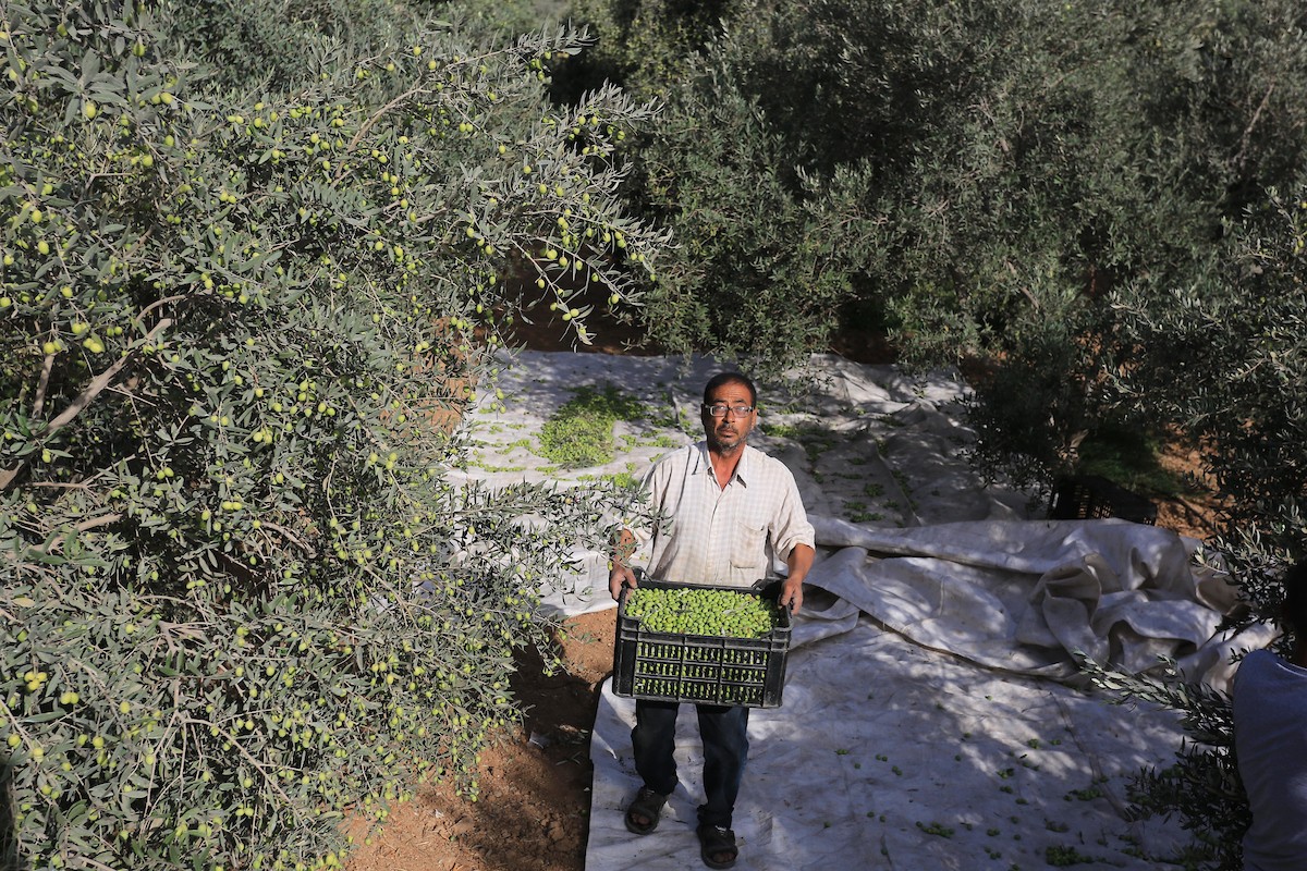 بدء موسم حصاد الزيتون في غزة وسط تفاؤل المزارعون بوفرة الانتاج 58.jpg