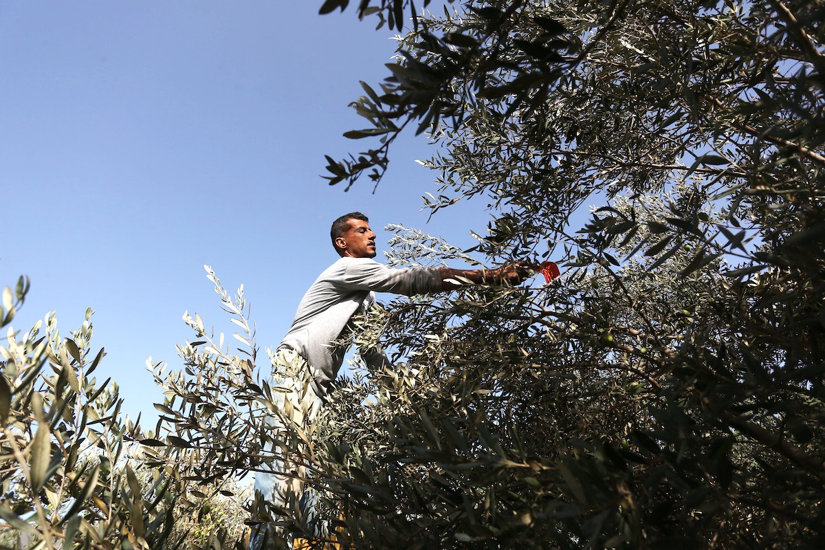 بدء موسم حصاد الزيتون في غزة وسط تفاؤل المزارعون بوفرة الانتاج 13.jpg
