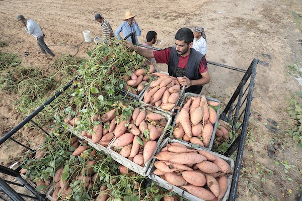 حصاد البطاطا الحلوة في خان يونس جنوب قطاع غزة 17.jpg