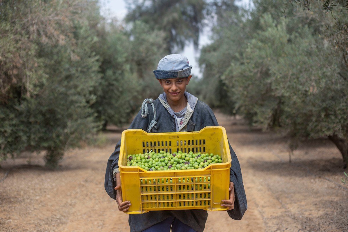 مزارعون مصريون يقطفون الزيتون خلال موسم الحصاد في قرية القطا في محافظة الجيزة 2.jpg