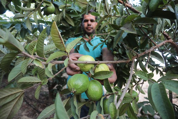 موسم قطف فاكهة الجوافة بمنطقة المواصي الساحلية غرب خان يونس 27.jpg