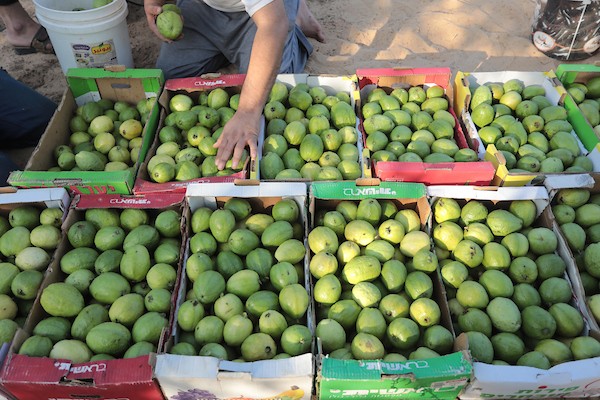 موسم قطف فاكهة الجوافة بمنطقة المواصي الساحلية غرب خان يونس 4.jpg