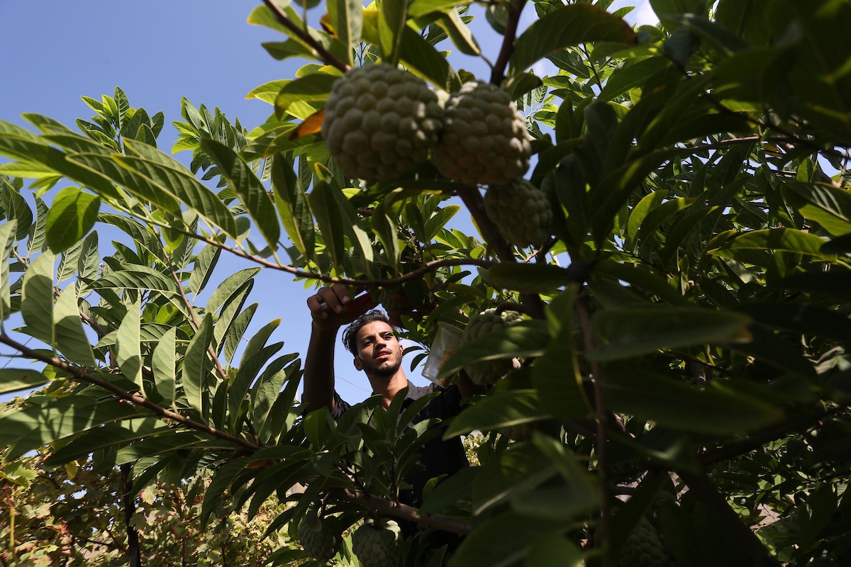 موسم حصاد فاكهة القشطة في غزة 21.jpg