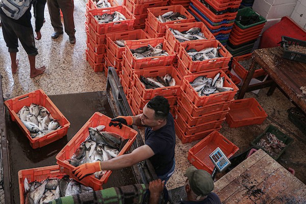 فلسطينيون يعملون في مصنع لتجميد الأسماك في مدينة غزة 1.jpg