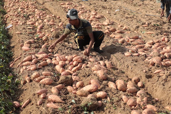 حصاد البطاطا الحلوة في خان يونس جنوب قطاع غزة 23.jpg