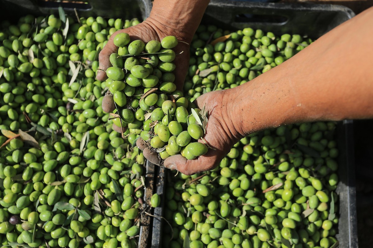 بدء موسم حصاد الزيتون في غزة وسط تفاؤل المزارعون بوفرة الانتاج 35.jpg