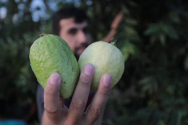 موسم قطف فاكهة الجوافة بمنطقة المواصي الساحلية غرب خان يونس 29.jpg