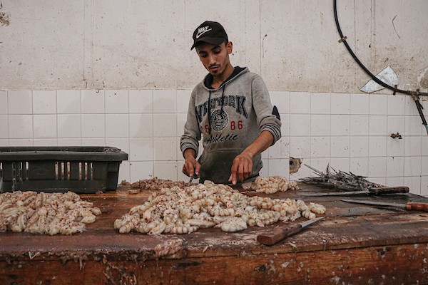 فلسطينيون يعملون في مصنع لتجميد الأسماك في مدينة غزة 4.jpg