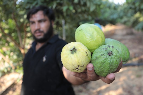 موسم قطف فاكهة الجوافة بمنطقة المواصي الساحلية غرب خان يونس.jpg