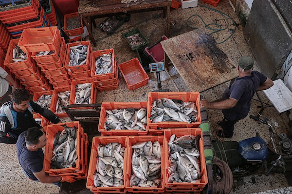 فلسطينيون يعملون في مصنع لتجميد الأسماك في مدينة غزة 6.jpg