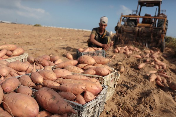 حصاد البطاطا الحلوة في خان يونس جنوب قطاع غزة 6.jpg