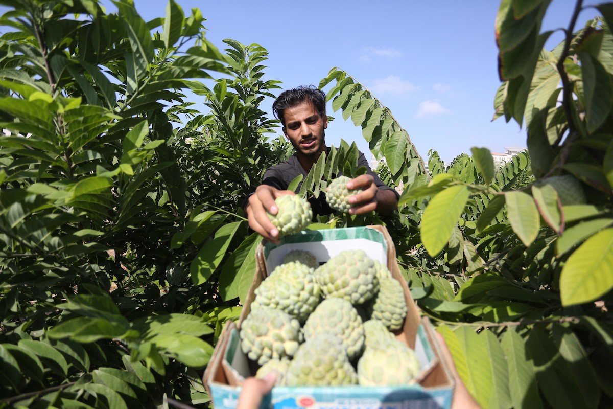 موسم حصاد فاكهة القشطة في غزة 18.jpg