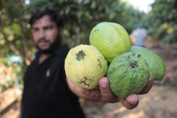 موسم قطف فاكهة الجوافة بمنطقة المواصي الساحلية غرب خان يونس 3.jpg