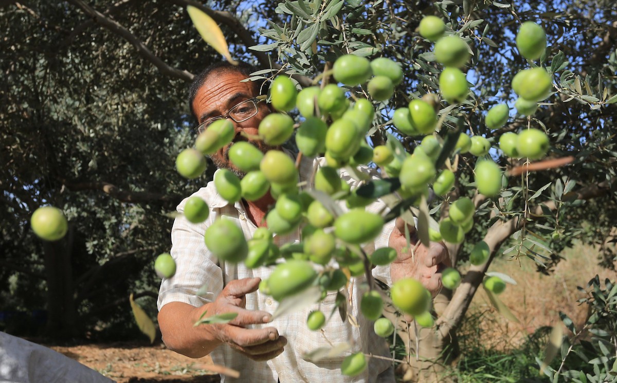 بدء موسم حصاد الزيتون في غزة وسط تفاؤل المزارعون بوفرة الانتاج 23.jpg