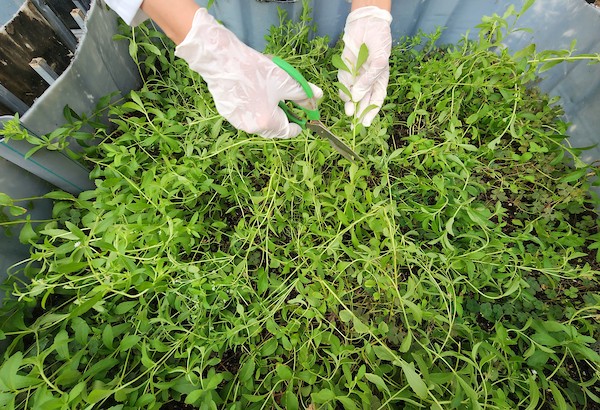 فلسطينيات ينجحن في زراعة نبات الستيفيا واستخلاص السكر المُحلى 36.jpg
