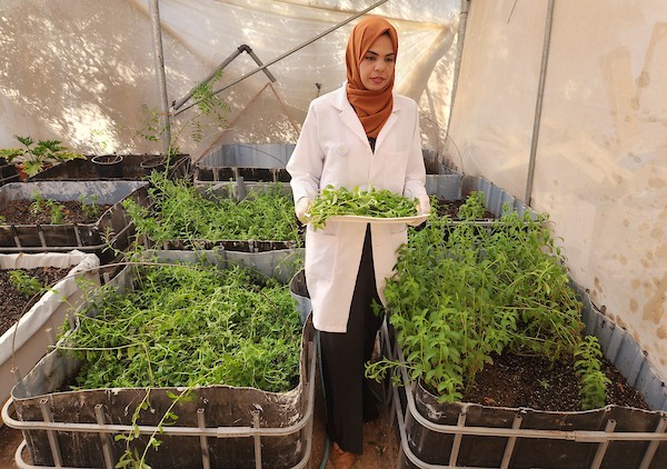 3فلسطينيات ينجحن في زراعة نبات الستيفيا واستخلاص السكر المُحلى 30.jpg