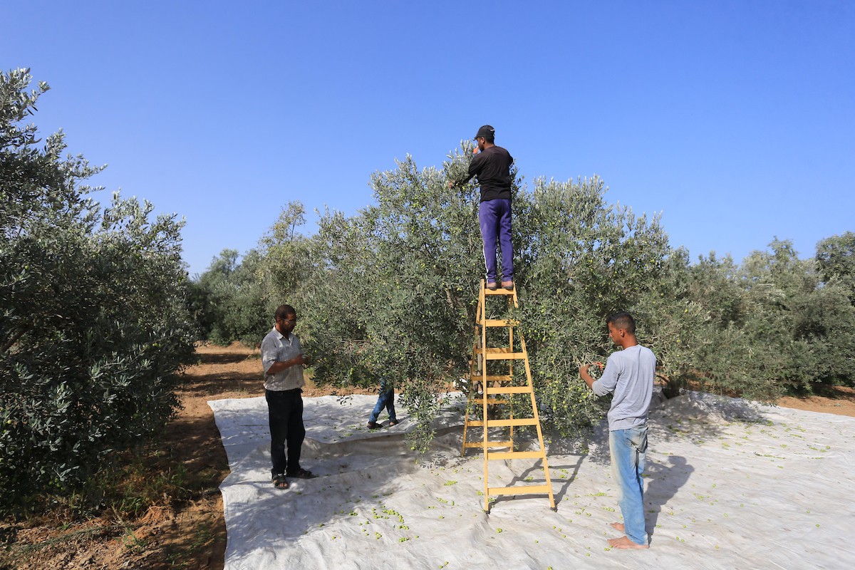بدء موسم حصاد الزيتون في غزة وسط تفاؤل المزارعون بوفرة الانتاج 66.jpg