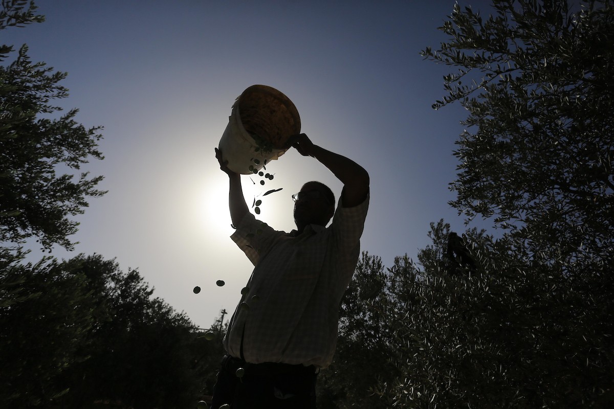 بدء موسم حصاد الزيتون في غزة وسط تفاؤل المزارعون بوفرة الانتاج 20.jpg