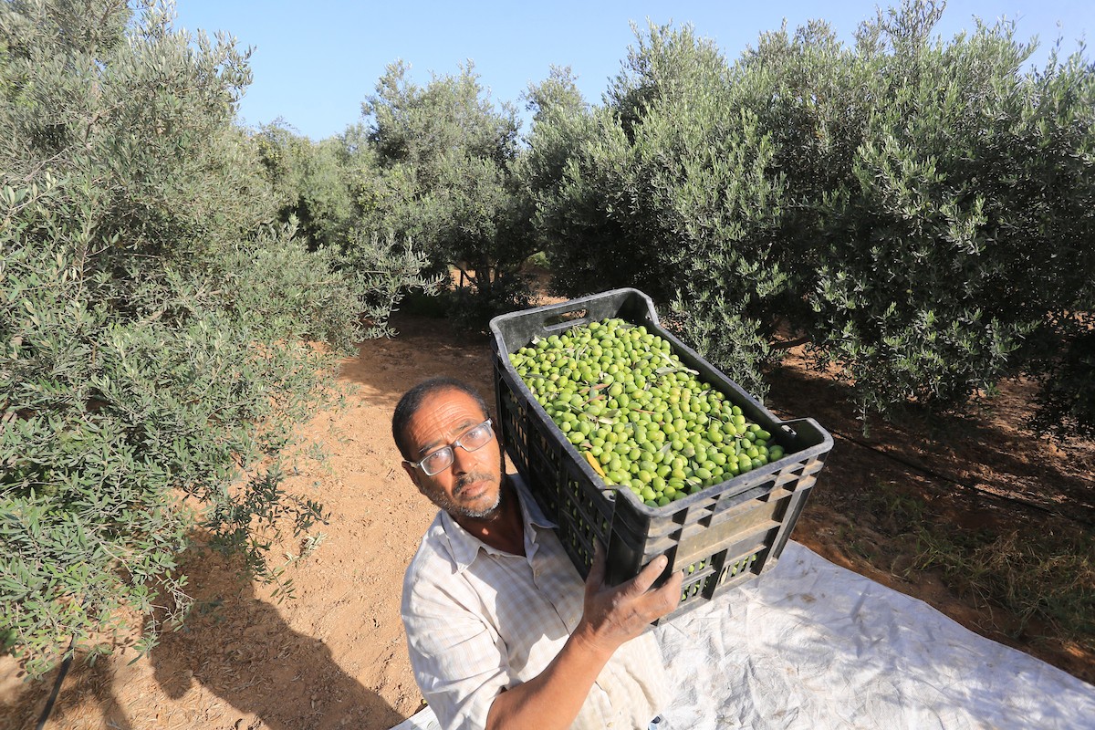 بدء موسم حصاد الزيتون في غزة وسط تفاؤل المزارعون بوفرة الانتاج 30.jpg