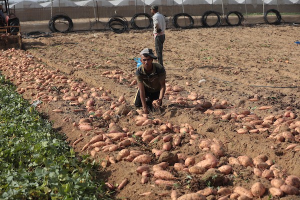 حصاد البطاطا الحلوة في خان يونس جنوب قطاع غزة 21.jpg
