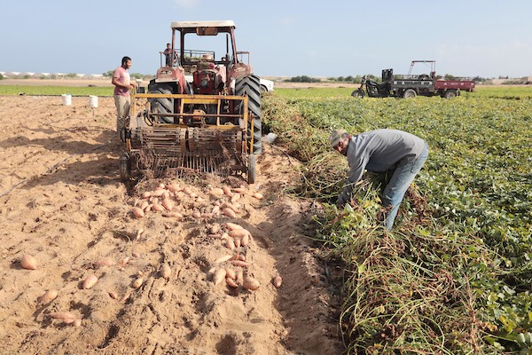 حصاد البطاطا الحلوة في خان يونس جنوب قطاع غزة 0.jpg