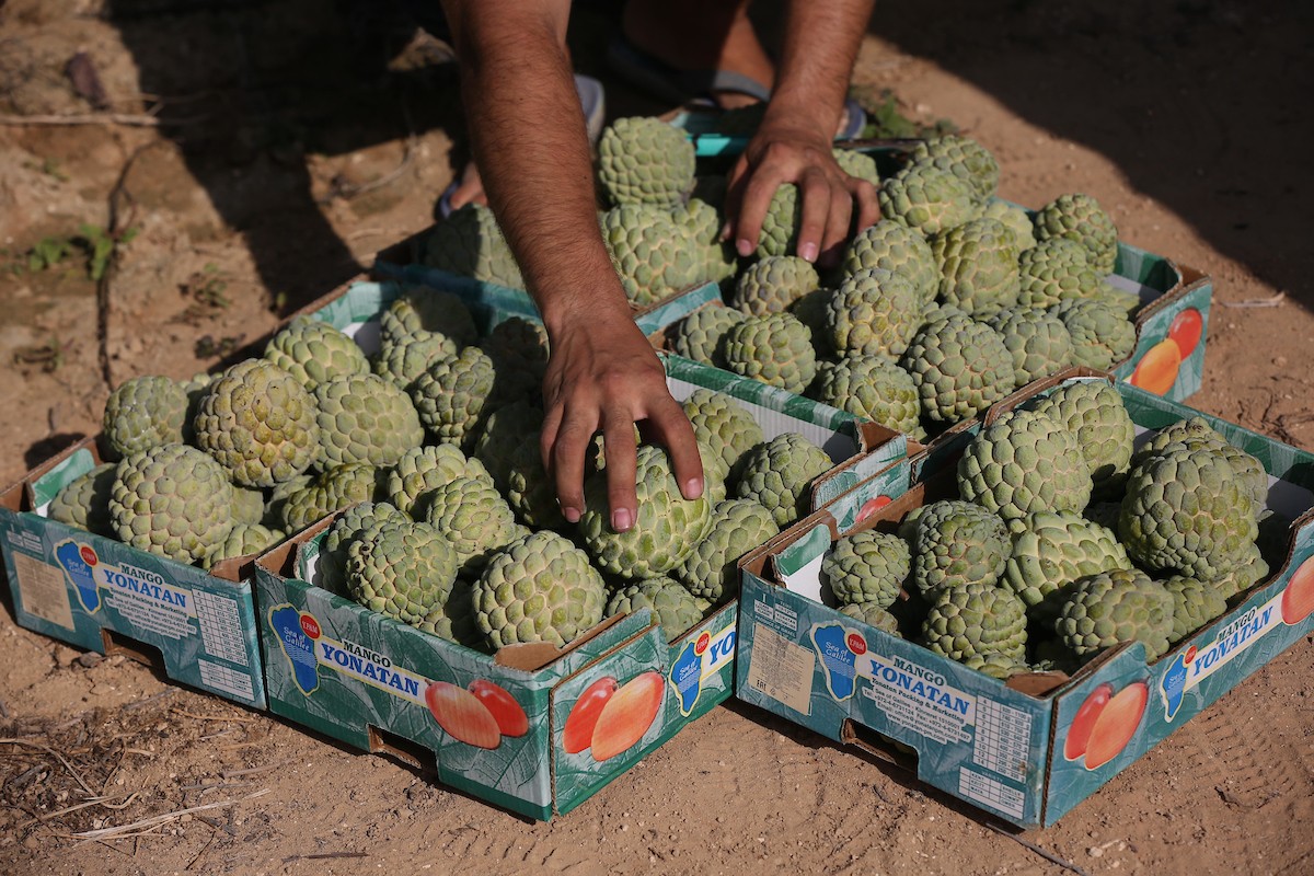 موسم حصاد فاكهة القشطة في غزة 28.jpg
