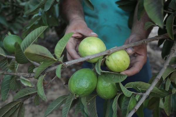 موسم قطف فاكهة الجوافة بمنطقة المواصي الساحلية غرب خان يونس 26.jpg